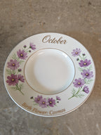 Cosmos’s Bloom|Wake up your October with the freedom of the Cosmos.