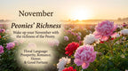 Peony’s Bloom|Wake up your November with the richness of the Peony.