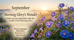 Morning Glory's Bloom|Wake up your September with the wonder of the Morning Glory