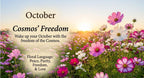 Cosmos’s Bloom|Wake up your October with the freedom of the Cosmos.