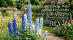 Delphinium’s Bloom|Wake up your July with the grace of the Delphinium.